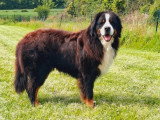 Saillie Bouvier Bernois mâle LOF de 5 ans tricolore inscrit au LOF
