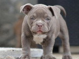 Portée American Bully 3 chiots blue fawn et tricolore lilac non LOF à vendre