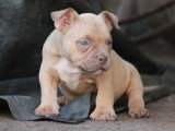 Portée American Bully 3 chiots blue fawn et tricolore lilac non LOF à vendre