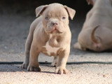 Portée American Bully 3 chiots blue fawn et tricolore lilac non LOF à vendre