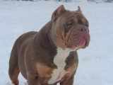 Portée American Bully 3 chiots blue fawn et tricolore lilac non LOF à vendre