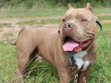 Portée American Bully 3 chiots blue fawn et tricolore lilac non LOF à vendre