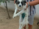 Osiris, petite chienne à adopter en association