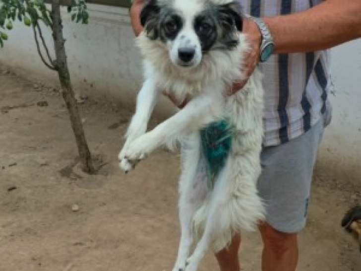 Osiris, petite chienne à adopter en association