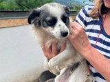 Osiris, petite chienne à adopter en association