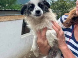 Osiris, petite chienne à adopter en association