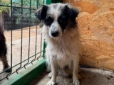 Osiris, petite chienne à adopter en association