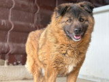 Bear, chien doux et sensible à adopter en association