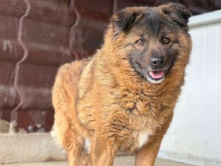 Bear, chien doux et sensible à adopter en association