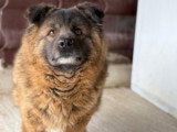 Bear, chien doux et sensible à adopter en association