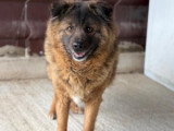 Bear, chien doux et sensible à adopter en association