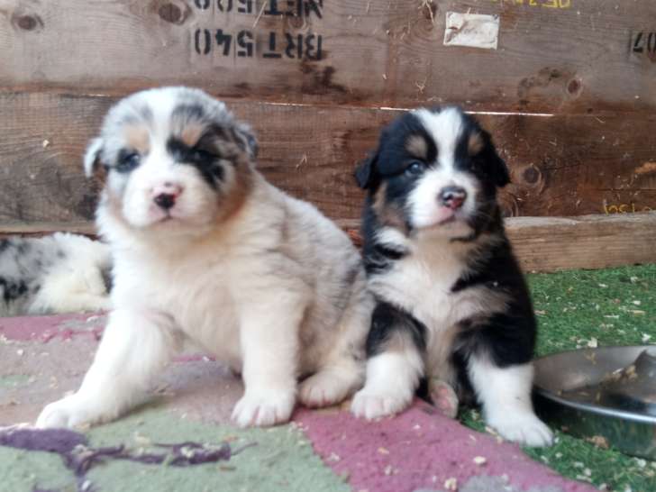 Chiots Berger Australien LOF à vendre