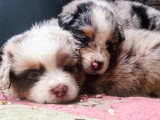 Chiots Berger Australien LOF à vendre