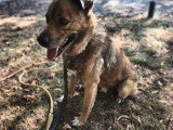 Chien adulte à donner