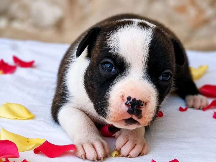 Chiot femelle Staffordshire Bull Terrier LOF pie bringée de juin 2026 à vendre