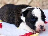 Chiot femelle Staffordshire Bull Terrier LOF pie bringée de juin 2026 à vendre