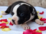 Chiot femelle Staffordshire Bull Terrier LOF pie bringée de juin 2026 à vendre