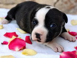 Chiot femelle Staffordshire Bull Terrier LOF pie bringée de juin 2026 à vendre