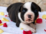 Chiot femelle Staffordshire Bull Terrier LOF pie bringée de juin 2026 à vendre