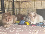 Chiots Pomsky à vendre
