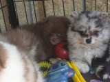 Chiots Pomsky à vendre