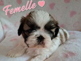 Portée de deux chiots Shih Tzu non LOF nés juin 2026 à vendre
