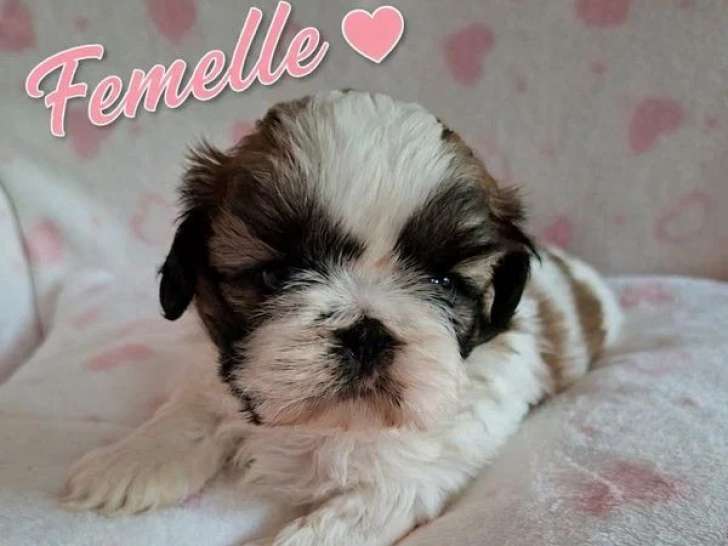 Portée de deux chiots Shih Tzu non LOF nés juin 2026 à vendre