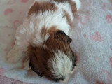 Portée de deux chiots Shih Tzu non LOF nés juin 2026 à vendre