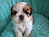 Portée de deux chiots Shih Tzu non LOF nés juin 2026 à vendre