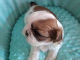 Portée de deux chiots Shih Tzu non LOF nés juin 2026 à vendre