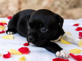 Chiot femelle Staffordshire Bull Terrier LOF à vendre