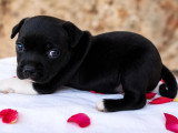 Chiot femelle Staffordshire Bull Terrier LOF à vendre