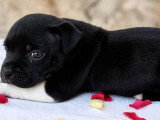 Chiot femelle Staffordshire Bull Terrier LOF à vendre