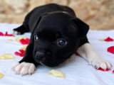 Chiot femelle Staffordshire Bull Terrier LOF à vendre