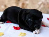 Chiot femelle Staffordshire Bull Terrier LOF à vendre