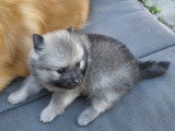 Chiots Spitz Allemand à vendre