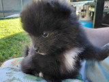 Chiots Spitz Allemand à vendre
