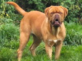 Chienne Dogue de Bordeaux LOF confirmée de 2024 à vendre