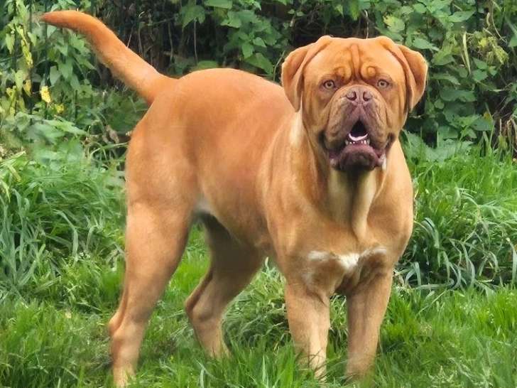 Chienne Dogue de Bordeaux LOF confirmée de 2024 à vendre