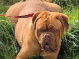 Chienne Dogue de Bordeaux LOF confirmée de 2024 à vendre