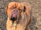 Chienne Dogue de Bordeaux LOF confirmée de 2024 à vendre
