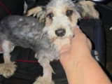 Myron, Bichon gris de 2 ans à adopter en association