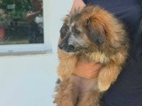 Moka, chiot femelle à adopter en association