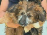 Moka, chiot femelle à adopter en association