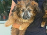 Moka, chiot femelle à adopter en association