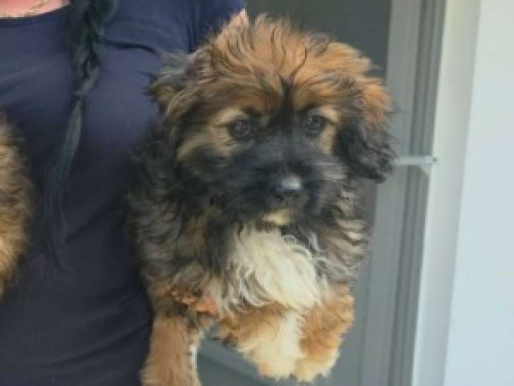 Jena, chiot femelle à adopter en association