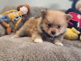 6 chiots Spitz non LOF à réserver nés en mai 2026