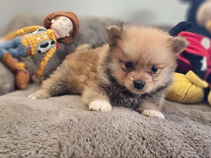 6 chiots Spitz non LOF à réserver nés en mai 2026