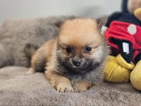 6 chiots Spitz non LOF à réserver nés en mai 2026