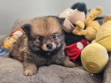 6 chiots Spitz non LOF à réserver nés en mai 2026